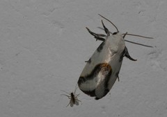 Acontiini