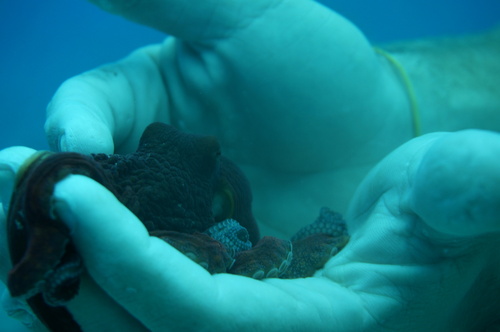 Day Octopus photographed in Hawaii