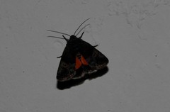 Copanarta aurea