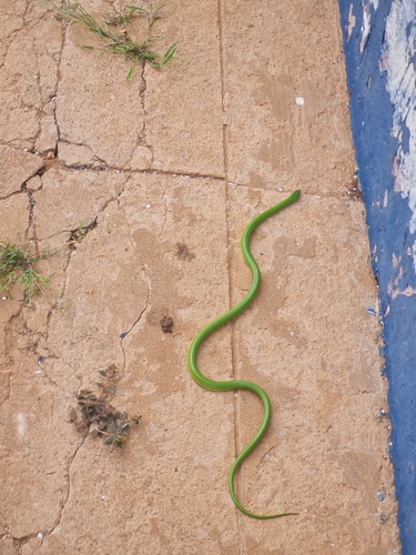 Crown Ground Snake