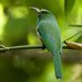 Blue-bearded Bee-Eater - Photo (c) Mike (NO captive birds) in Thailand, some rights reserved (CC BY-NC-ND)