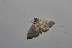 Pseudopyrausta santatalis