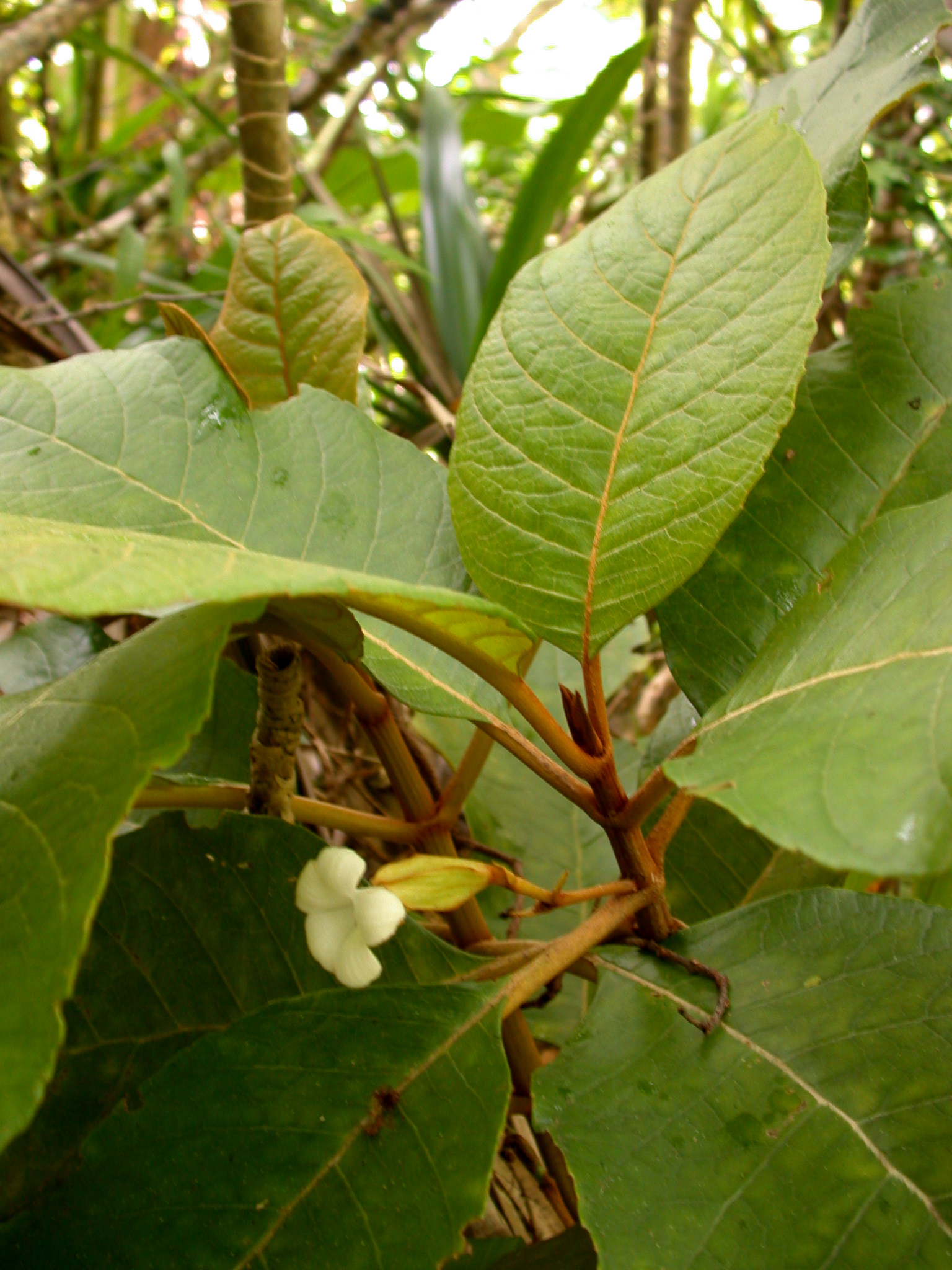 Cyrtandra thibaultii