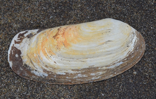 Oblong Otter-shell