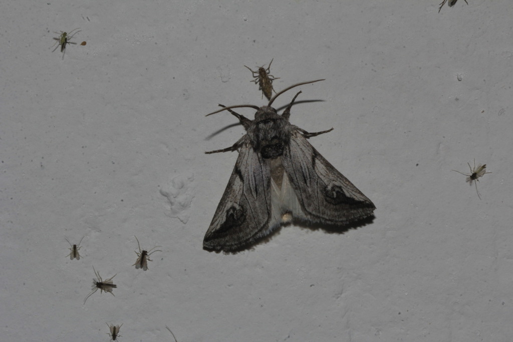 Policocnemis ungulatus