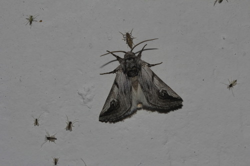 Policocnemis ungulatus
