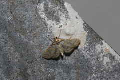 Pseudopyrausta santatalis