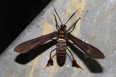 Horama panthalon texana