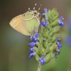 Callophrys xami xami