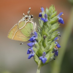 Callophrys xami xami