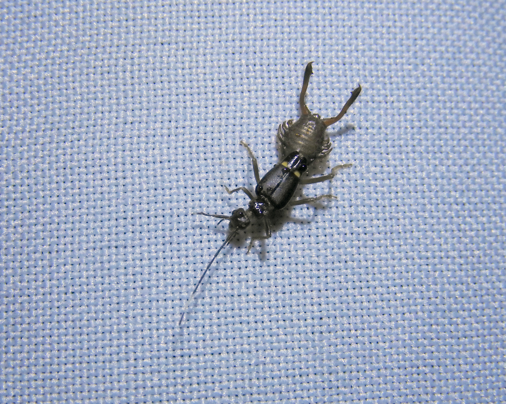Ancistrogaster arthritica