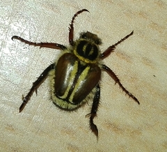 Lepithrix pseudolineata