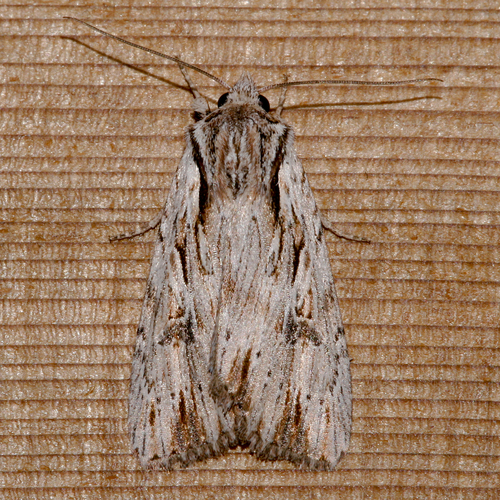 Xestia verniloides