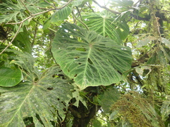 Philodendron verrucosum image