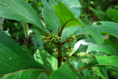 Cyrtandra urvillei