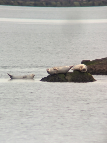 Atlantic Harbor Seal photographed in Connecticut