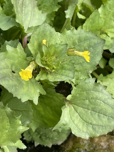 Erythranthe inamoena (Erythranthe inamoena)
