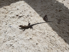 Pholidoscelis griswoldi