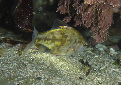 Dwarf Perch photo 3