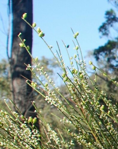 Image of White Sour Bush (Choretrum candollei) by (c) Татьяна Максимова, some rights reserved (CC BY)
