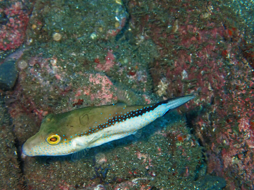 Macaronesian sharpnose puffer (Canthigaster capistrata) — Tetraodontidae — 4