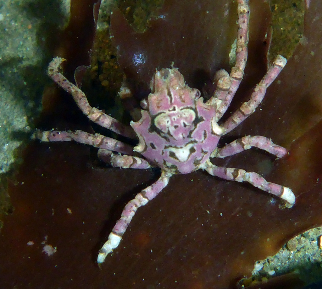 northern-kelp-crab-from-san-mateo-california-united-states-on