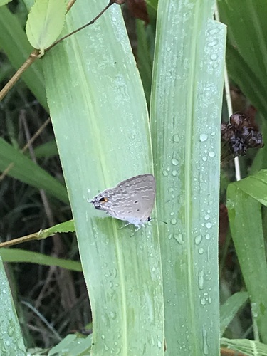 Pale Pea-blue