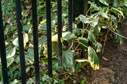 Hedera algeriensis