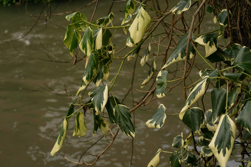 Hedera algeriensis
