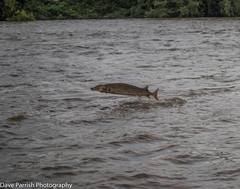Atlantic Sturgeon photo 2
