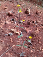 Thymophylla setifolia