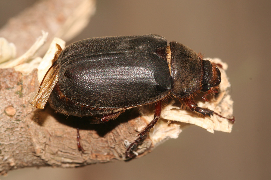 Aplidia