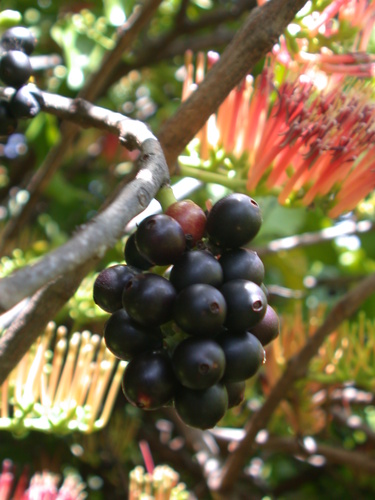 Decaisnina forsteriana observed 2004-06-19