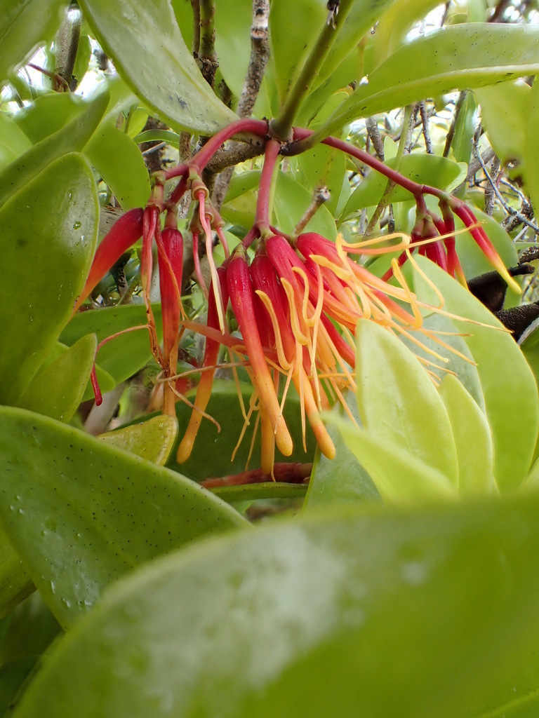 Decaisnina forsteriana