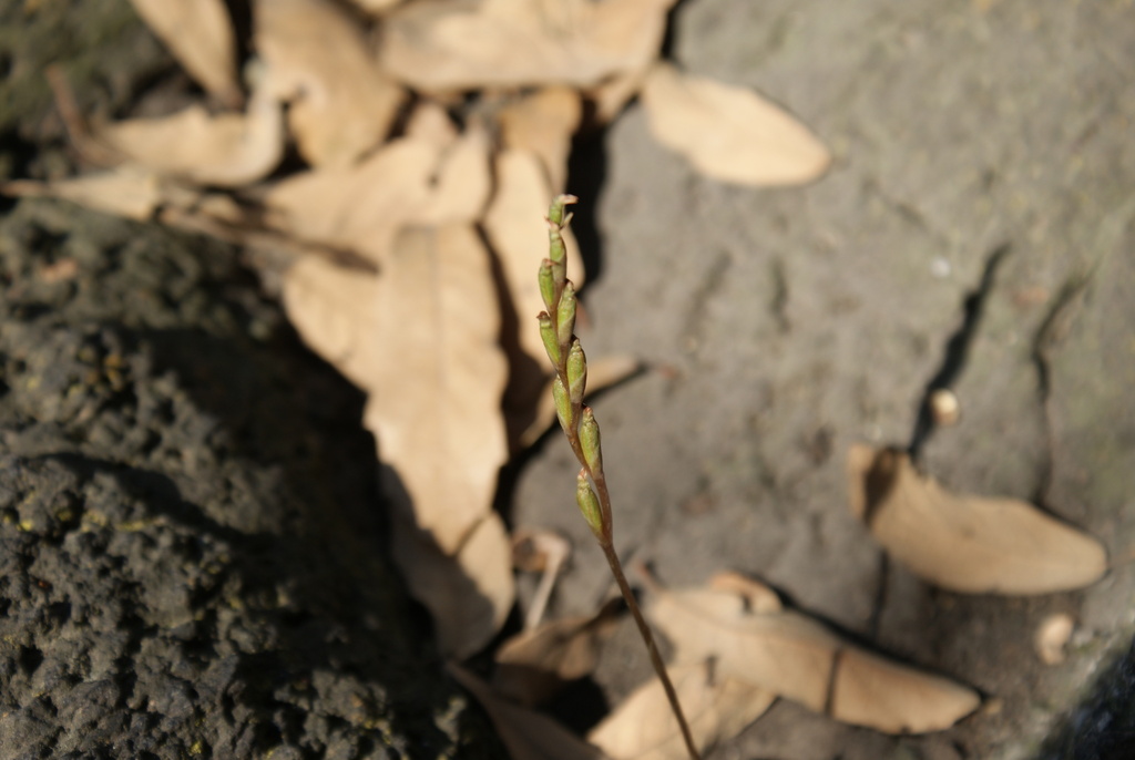 Microthelys minutiflora