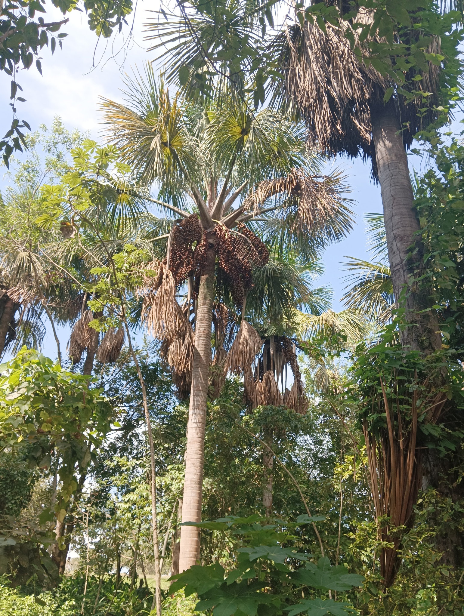Mauritia flexuosa
