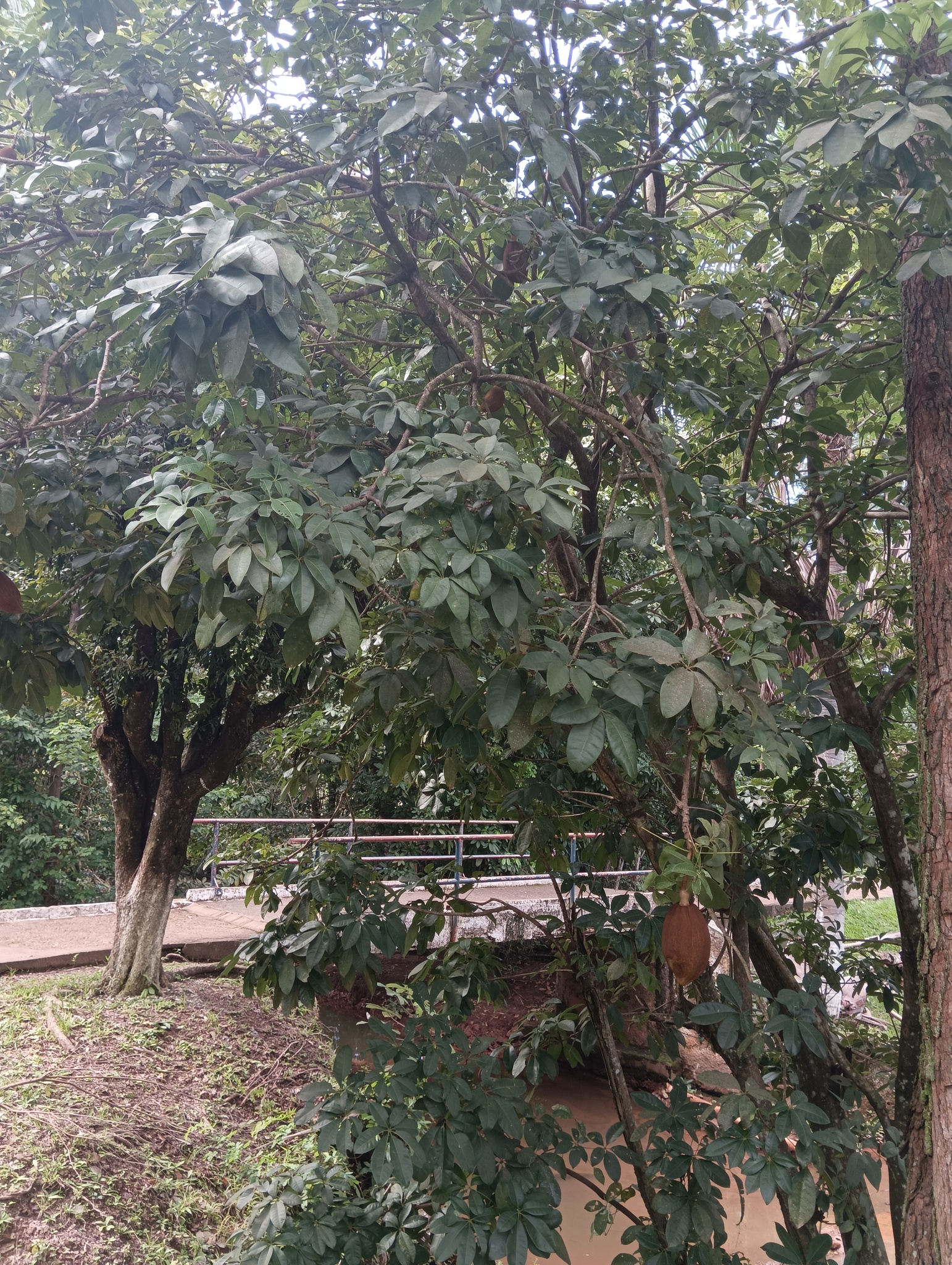 Pachira aquatica