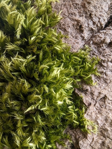 Image of Homalothecium fulgescens by no rights reserved