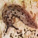 Megapallifera mutabilis - Photo (c) Jason M Crockwell, μερικά δικαιώματα διατηρούνται (CC BY-NC-ND), uploaded by Jason M Crockwell