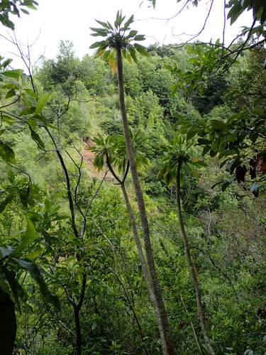 Delissea kauaiensis, 2016-08-23