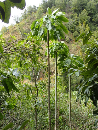 Delissea kauaiensis, 2015-02-05