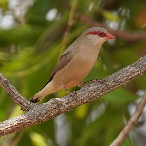 Estrilda culinegra (Estrilda troglodytes)