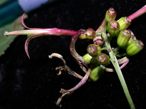 Delissea kauaiensis, 2004-10-02