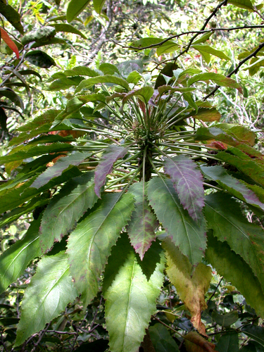 Delissea kauaiensis, 2002-06-23
