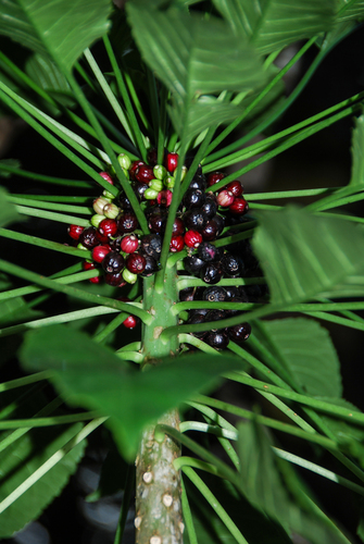 Delissea kauaiensis, 2014-09-25