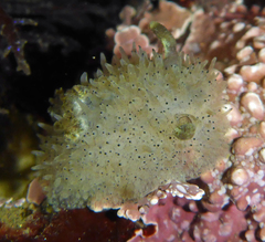 Acanthodoris rhodoceras