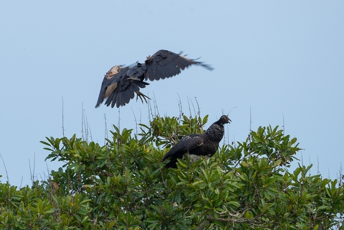 Horned Screamer