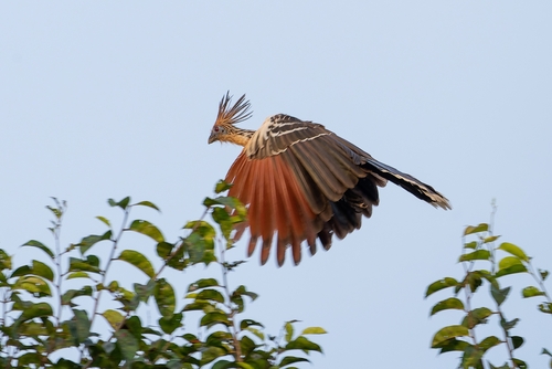 Hoatzin