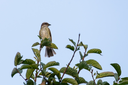 Piratic Flycatcher