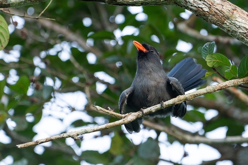 Black-fronted Nunbird